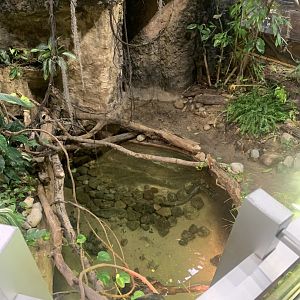 Nov. 2021- Fly River turtle exhibit