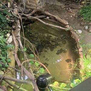 Nov. 2021- Yellow-spotted river turtle and Matamata exhibit
