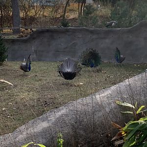 Nov. 2021- Indian peafowl ritual
