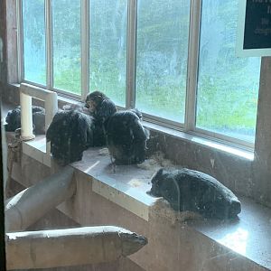 Nov. 2021- Common chimpanzees