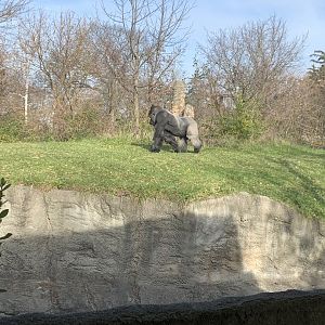 Nov. 2021- Western lowland gorilla