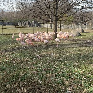 Nov. 2021- Greater flamingos and Chilean flamingos