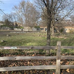 Nov. 2021- “African” bird exhibit