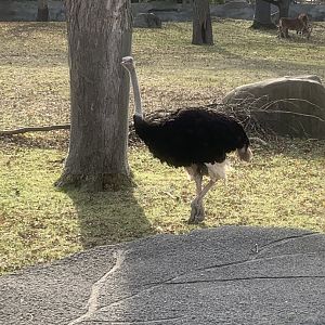 Nov. 2021- Common ostrich