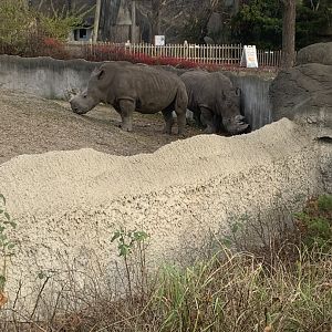 Nov. 2021- Southern white rhinoceros