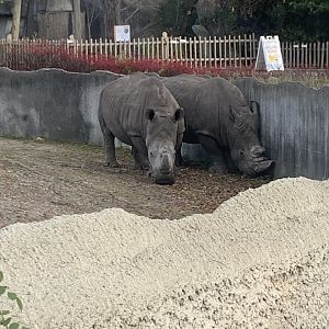 Nov. 2021- Southern white rhinoceros