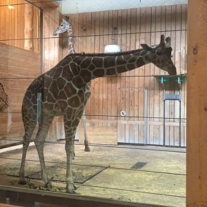 Nov. 2021- Generic giraffe