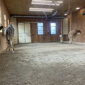 Nov. 2021- Main indoor giraffe yard