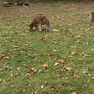 Nov. 2021- Red kangaroo