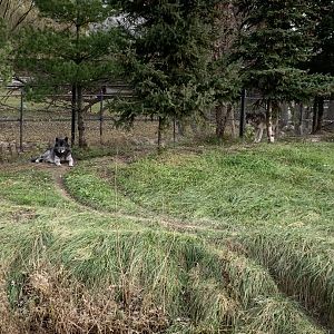 Nov. 2021- Gray wolves