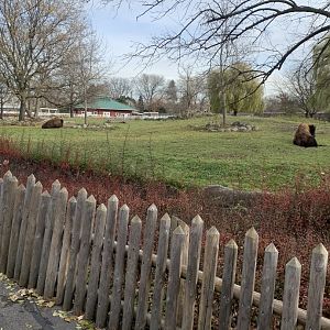 Nov. 2021- American bison