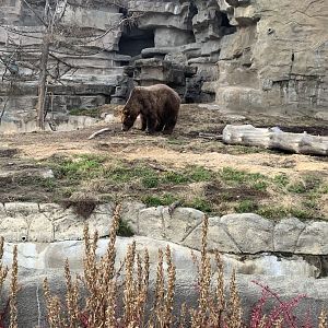 Nov. 2021- Grizzly bear