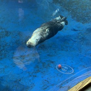 Nov. 2021- Southern sea otter