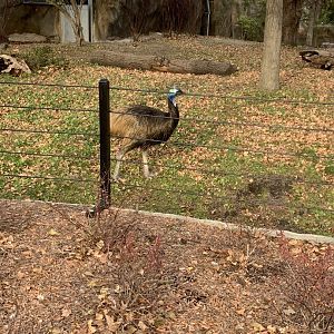 Nov. 2021- Southern cassowary