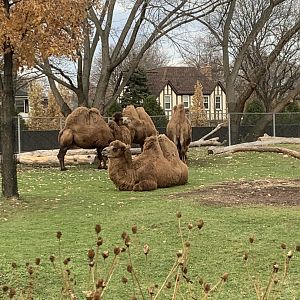 Nov. 2021- Domestic Bactrian camels