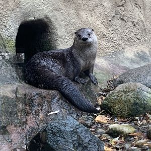 Nov. 2021- North American river otter