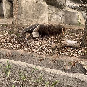Nov. 2021- Giant anteater