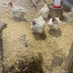 Nov. 2021- Broiler/Cornish cross chickens