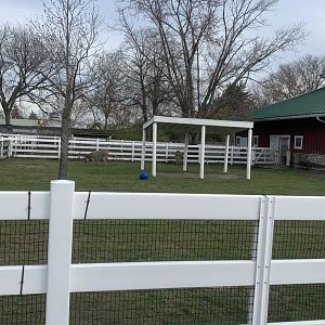 Nov. 2021- Miniature donkey yard