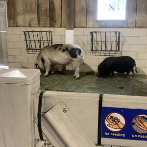 Nov. 2021- Gloucestershire old spot pig and Vietnamese pot-bellied pig