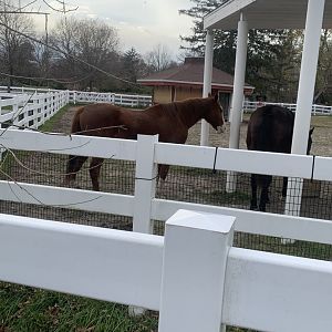Nov. 2021- Thoroughbred horses