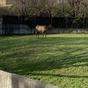Nov. 2021- North American elk/wapiti