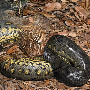 An Anaconda's Meal