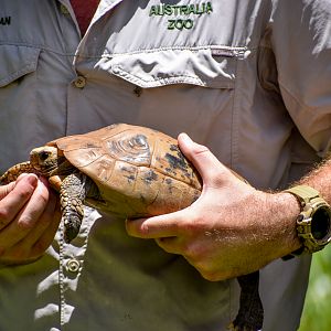 Elongated Tortoise (Indotestudo elongata)