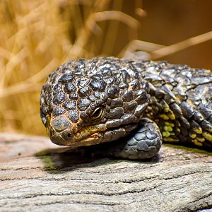 Shingleback (Tiliqua rugosa)