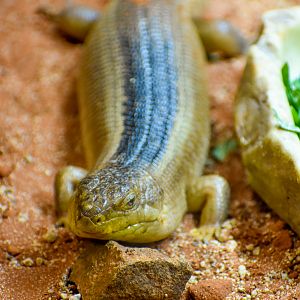 Yakka Skink (Egernia rugosa)