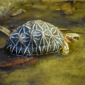 Indian Star Tortoise (Geochelone elegans)