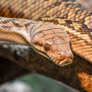 Australian Scrub Python (Simalia kinghorni)