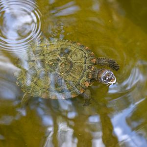Saw-shelled Turtle (Myuchelys latisternum)
