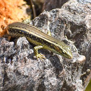 wild - Eastern Water Skink (Eulamprus quoyii)