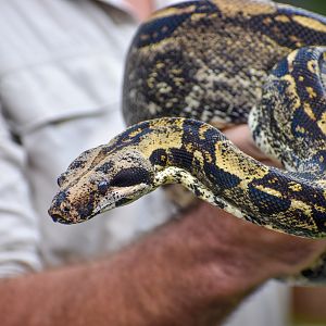 Boa Constrictor (Boa constrictor)