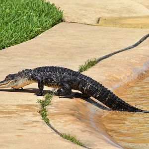 American Alligator (Alligator mississippiensis)