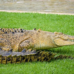 Casper, leucistic Saltwater Crocodile (Crocodylus porosus)