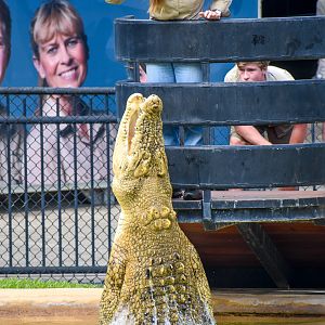 Casper, leucistic Saltwater Crocodile (Crocodylus porosus)