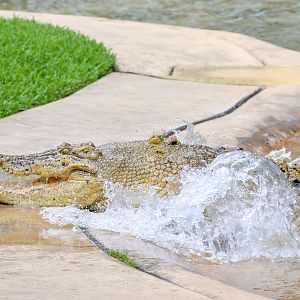 Casper, leucistic Saltwater Crocodile (Crocodylus porosus)