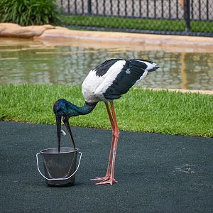 Black-necked Stork - Crocoseum
