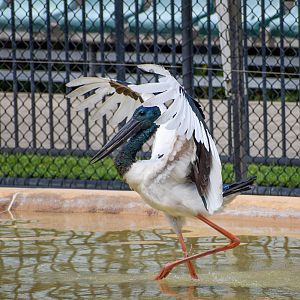 Black-necked Stork - Crocoseum