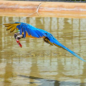 Blue and Gold Macaw - Crocoseum
