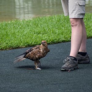 Whistling Kite - Crocoseum