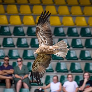 Whistling Kite - Crocoseum