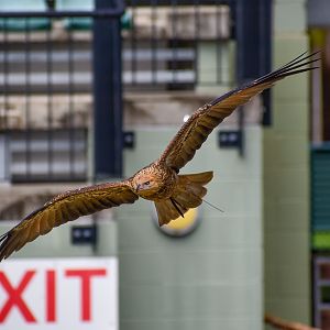 Whistling Kite - Crocoseum