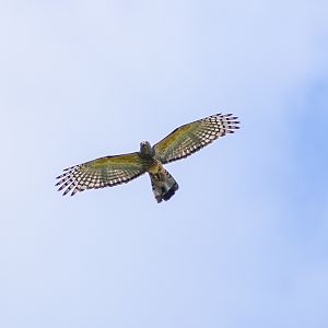wild - Pacific Baza (Aviceda subcristata)