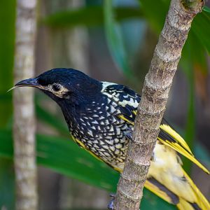 Regent Honeyeater (Xanthomyza phrygia)