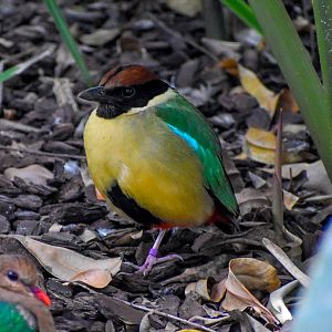 Noisy Pitta (Pitta versicolor)