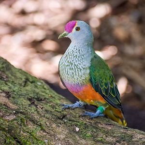 Rose-crowned Fruit Dove (Ptilinopus regina)