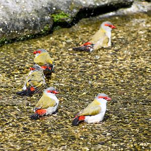 Red-browed Finches (Neochmia temporalis)
